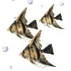 bubblesCLR.gif (12923 octets)