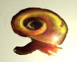 escargot2.jpg (6752 octets)