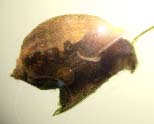 escargot3.jpg (5763 octets)