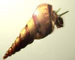 escargot4.jpg (5538 octets)