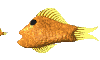 fisheatCLR.gif (10619 octets)