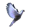 oiseau.gif (28257 octets)