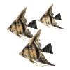 schoolCLR.gif (12855 octets)